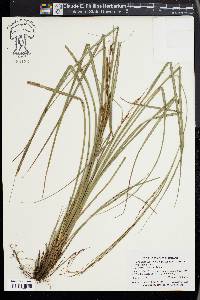 Carex brunnea image