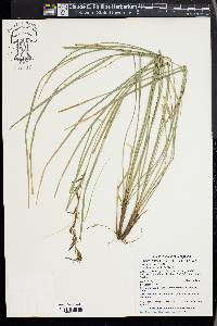 Carex brunnea image