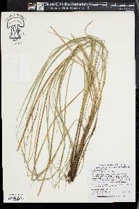 Carex brunnea image