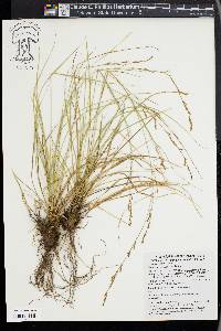 Carex brunnea image