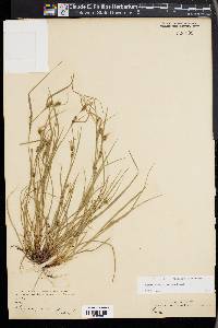 Carex bulbostylis image