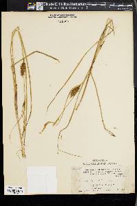 Carex bullata image