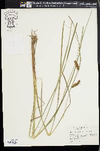 Carex bullata image