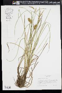 Carex bullata image