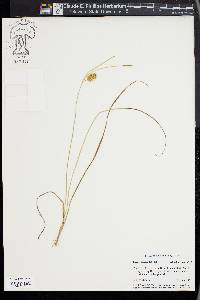 Carex bullata image