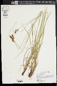 Carex bushii image