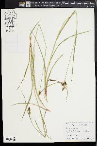 Carex bushii image