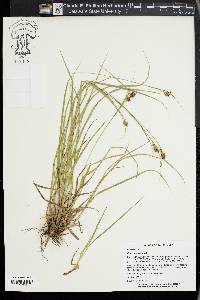 Carex bushii image