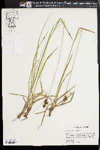 Carex bushii image