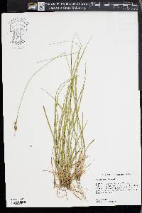 Carex bushii image