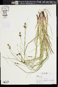 Carex bushii image