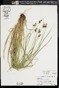 Carex bushii image