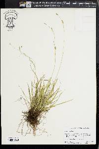 Carex capillaris image