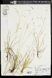 Carex capillaris image