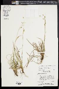 Carex capillaris image