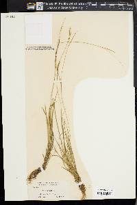 Carex capillaris image