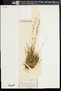 Carex capillaris image