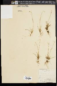 Carex capillaris image