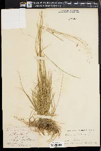 Carex capillaris image