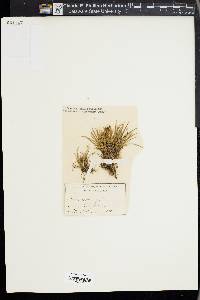 Carex capillaris image