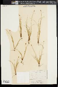 Carex capitata image