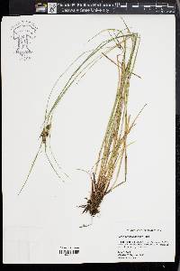 Carex caroliniana image