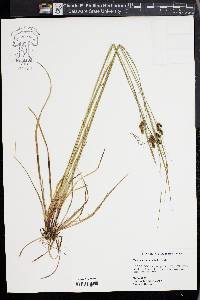 Carex caroliniana image