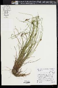 Carex caroliniana image