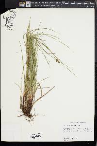 Carex caroliniana image