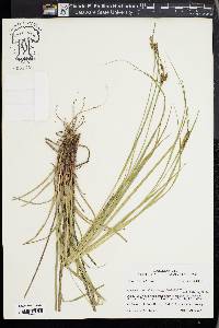 Carex caroliniana image