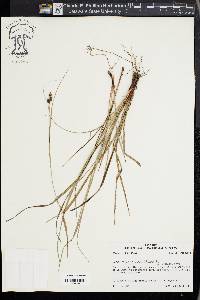 Carex caroliniana image