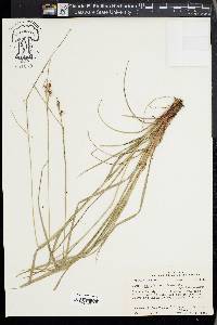 Carex caroliniana image