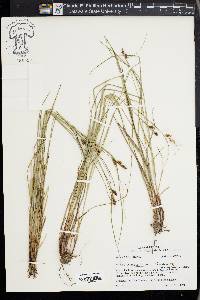 Carex caroliniana image