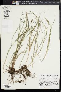 Carex caroliniana image