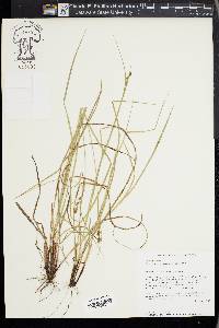 Carex caroliniana image