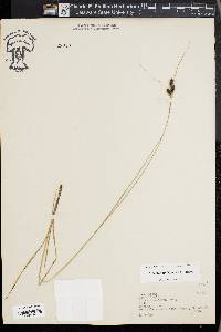 Carex caroliniana image