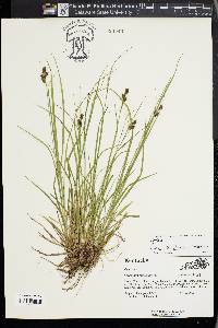 Carex caroliniana image