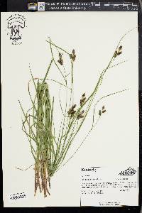 Carex caroliniana image