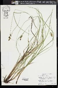 Carex caroliniana image