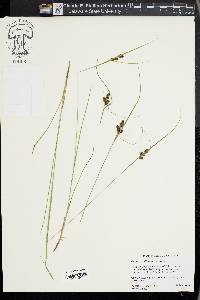 Carex caroliniana image