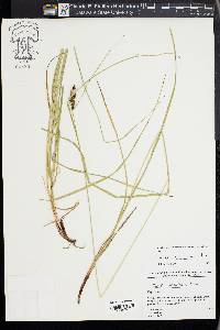 Carex caroliniana image