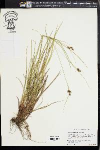 Carex caroliniana image