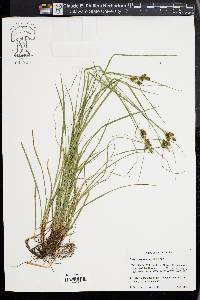 Carex caroliniana image