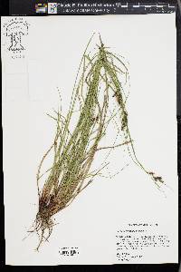 Carex caroliniana image