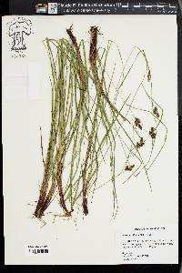 Carex caroliniana image