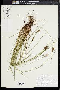 Carex caroliniana image