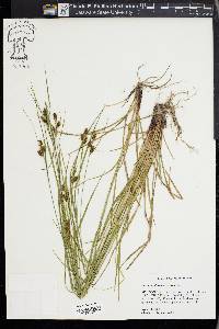 Carex caroliniana image