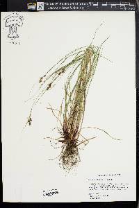 Carex caroliniana image