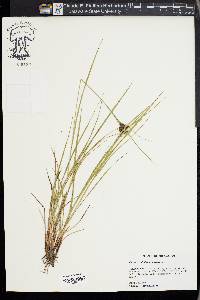 Carex caroliniana image