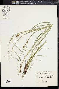 Carex caroliniana image